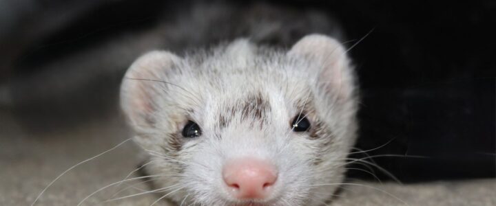 A ferret resting indoors on a carpet