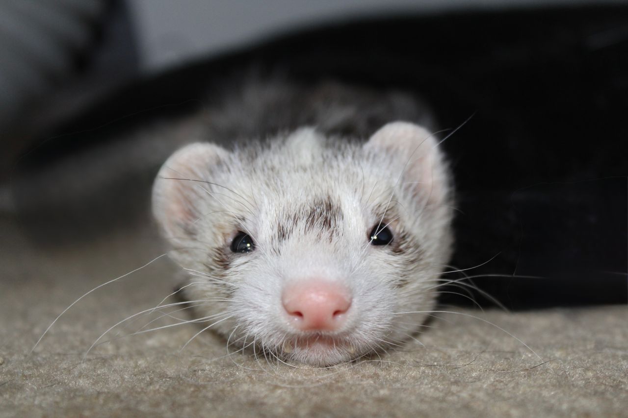 A ferret resting indoors on a carpet
